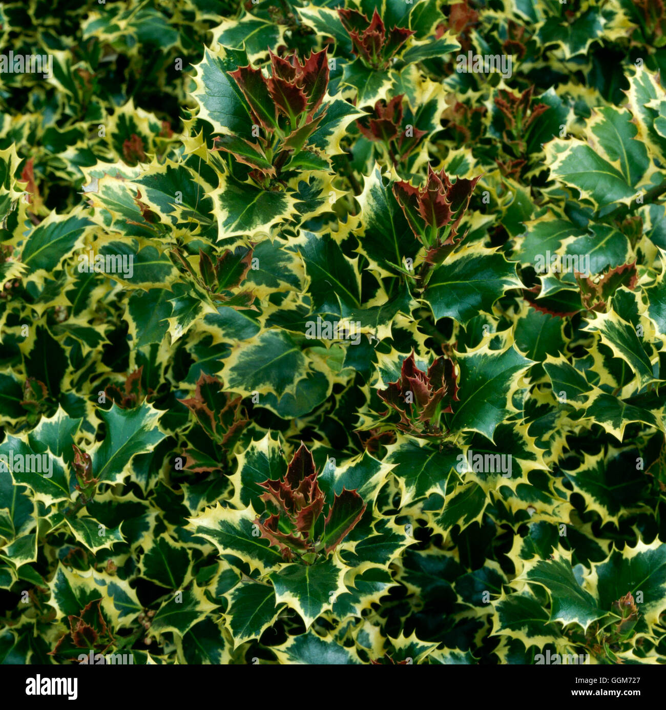 Ilex aquifolium - `Silver Queen' - (Syn I.a. `Argentea Regina')   TRS017956 Stock Photo